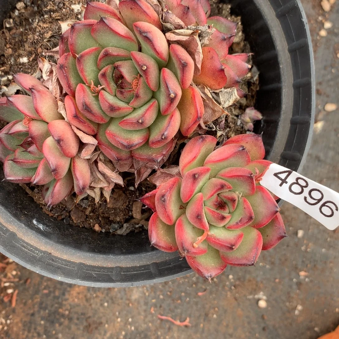 岁**美4896杂交精品基地11厘米