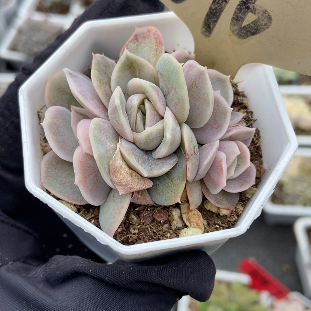 696蓝色惊喜锦多肉植物