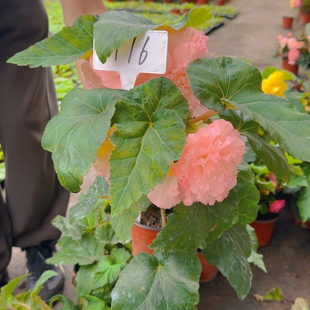 无花朵夫妻海棠种球系列116