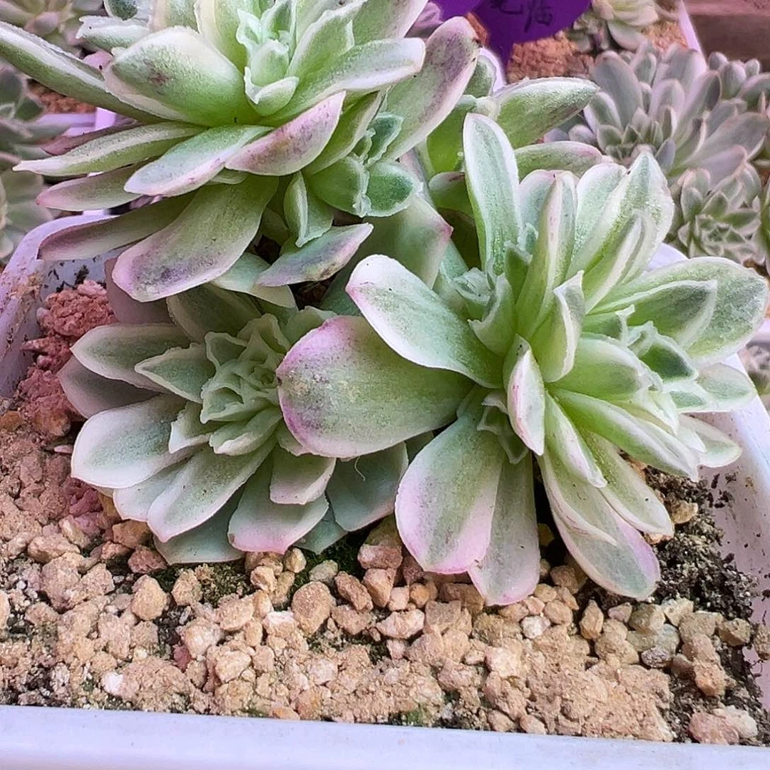 卡***宝山地玫瑰锦秋夕057号