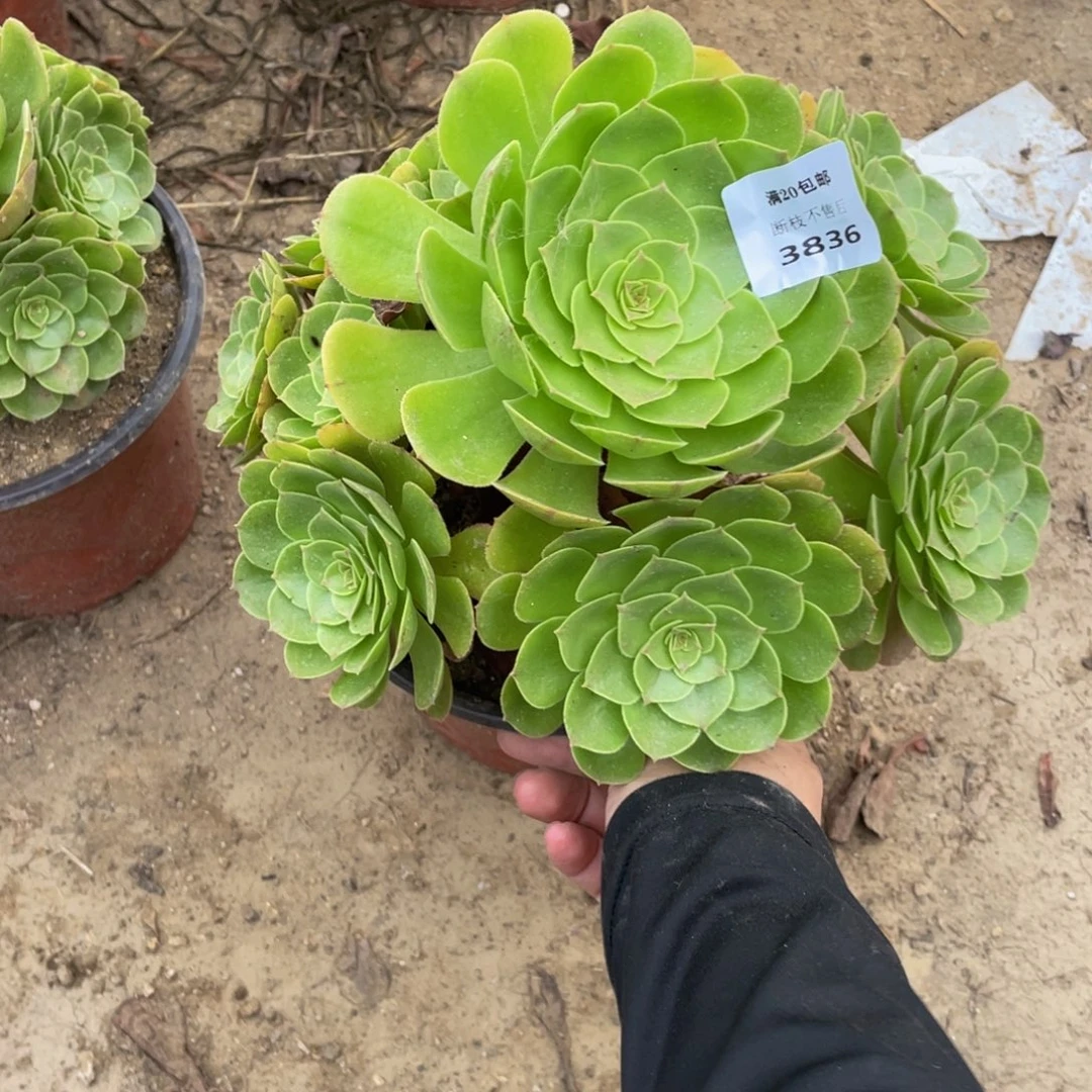 蒲***英3836万法师多肉断枝不包