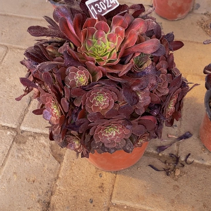 13024号黑萝莉中班