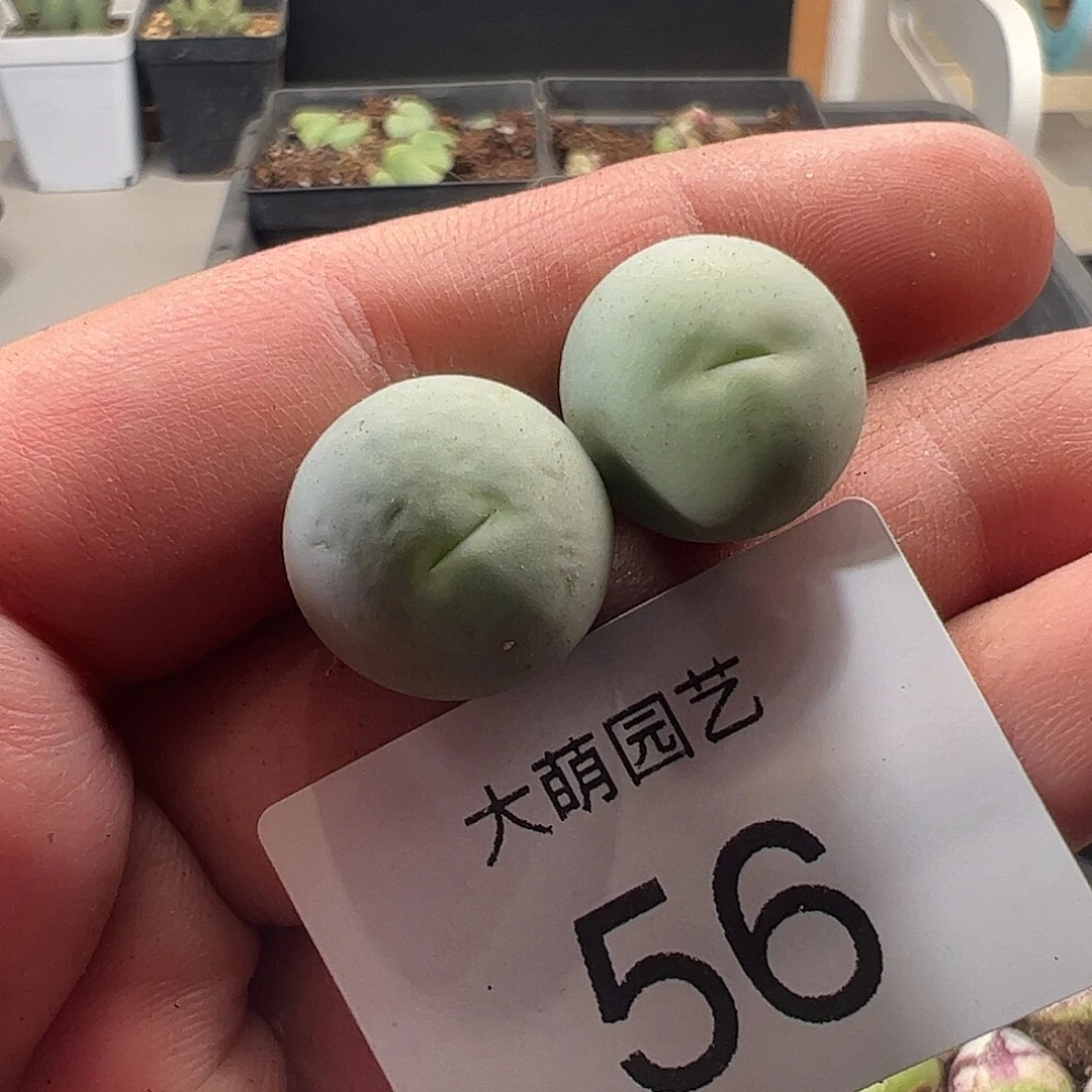 一物一拍。        56