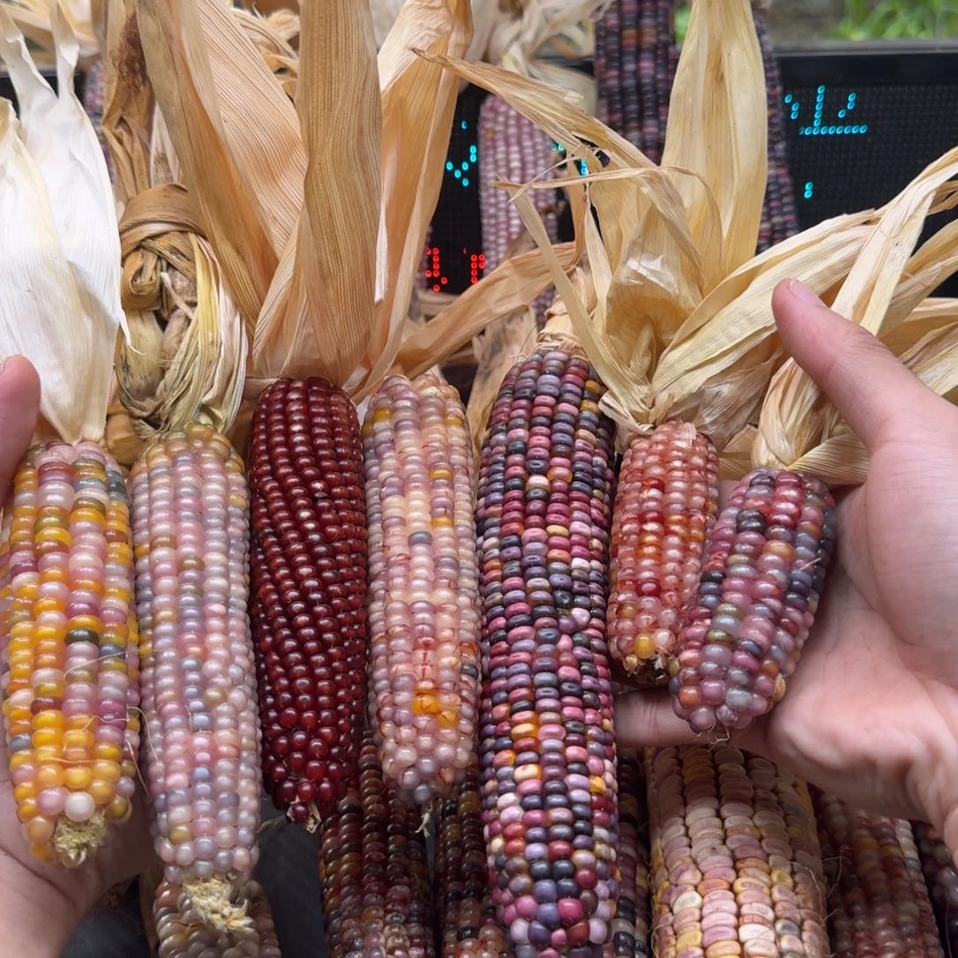 明***吊坠柏香籽/百香籽