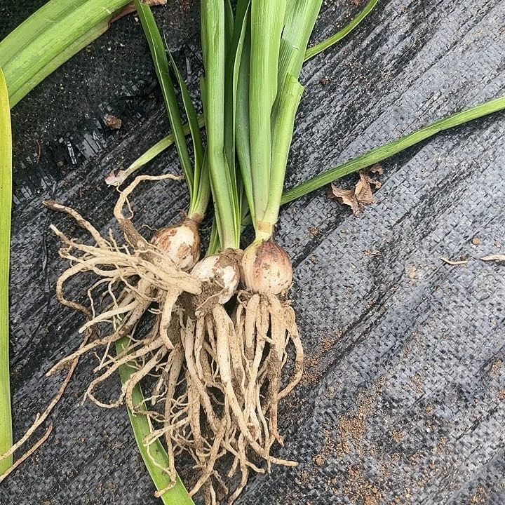 冰****5花瓣四棵小带土6522