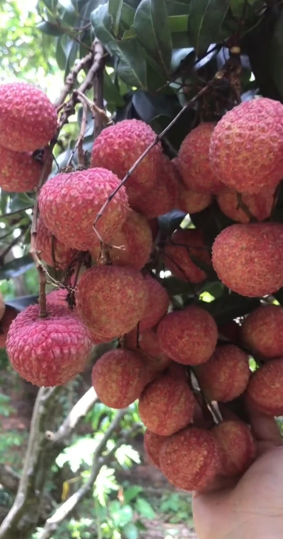 自家果园广东鸡嘴荔枝新鲜采摘应季水果湛江冷链现发净果5-10斤