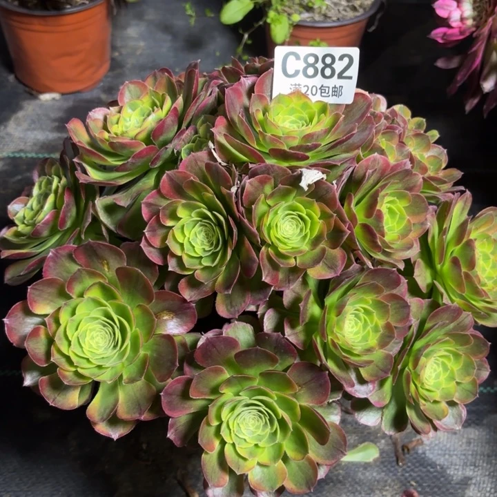 瑞妈一物一拍882