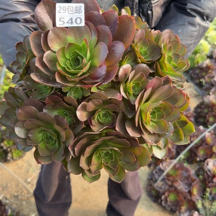 魅金玫瑰……多肉植物