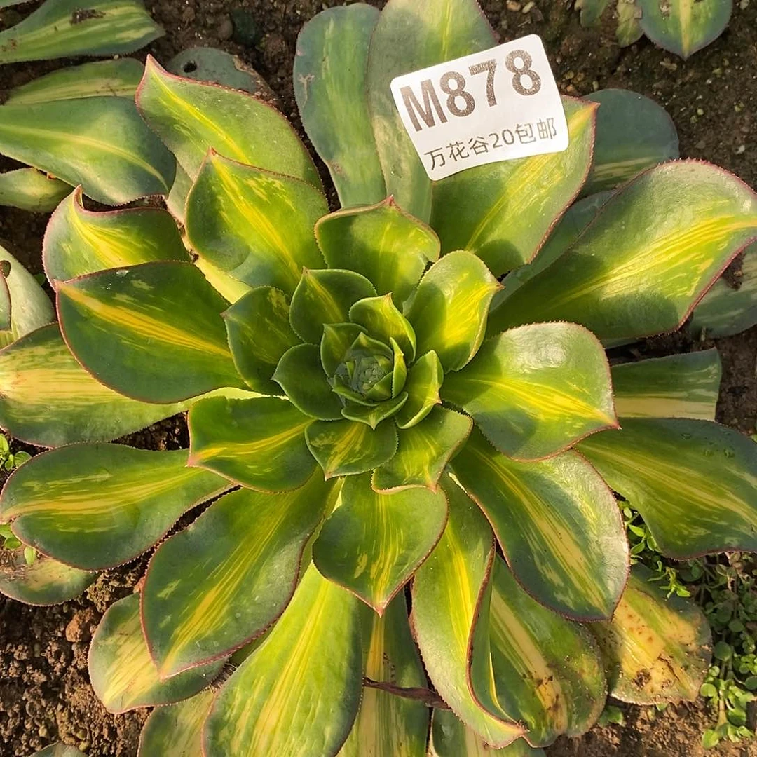 878中斑多肉植物