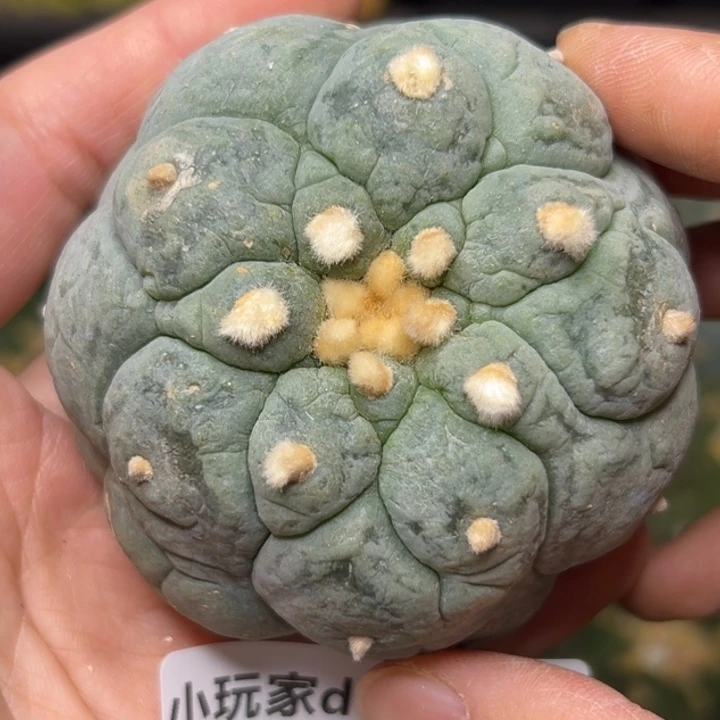 277 落地无根 四月上盆