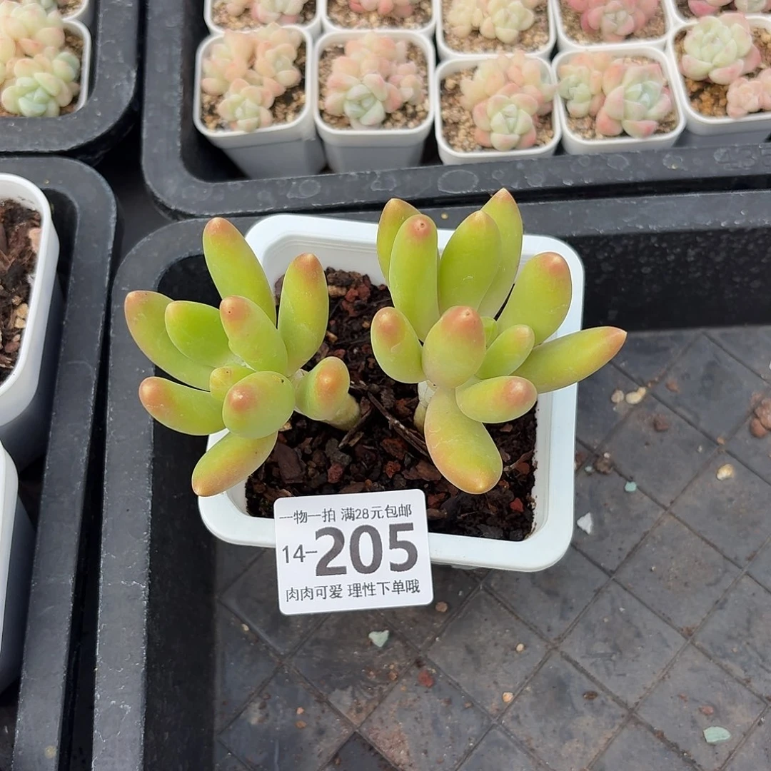 金蝉无盆土发货无