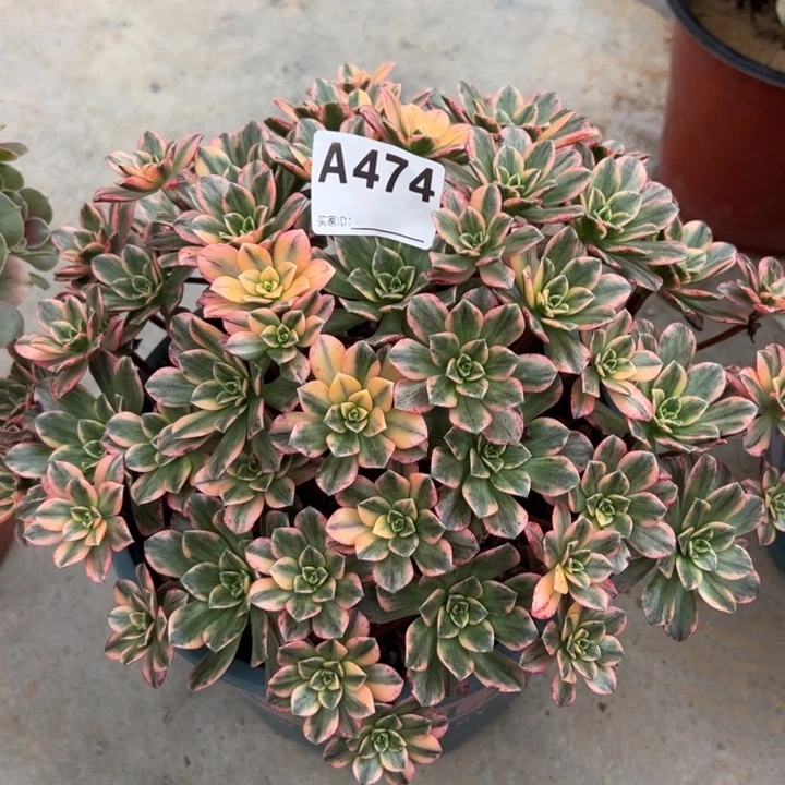474甜茶23厘米左右