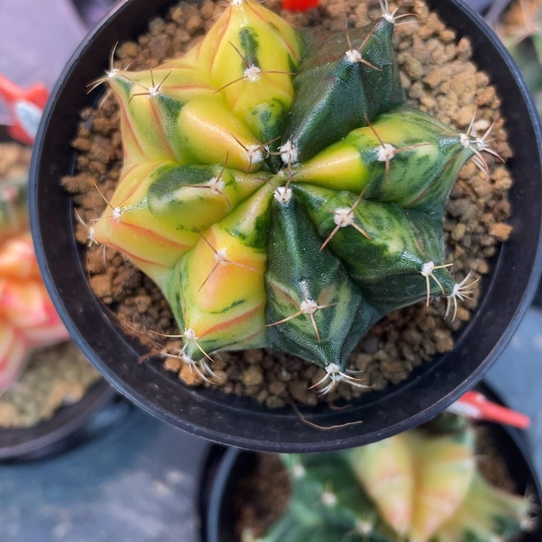 1-199米哈锦4.7厘米