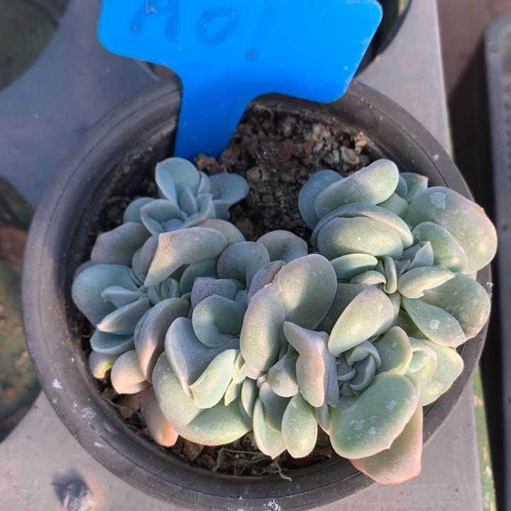 0***℃a01可爱玫瑰缀脱土