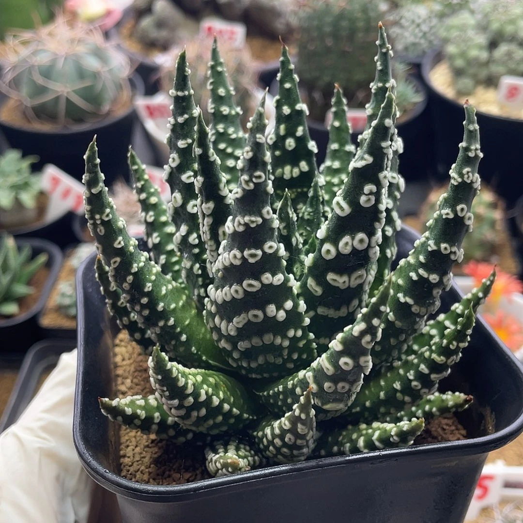 实生熊猫眼大久保眼圈硬叶