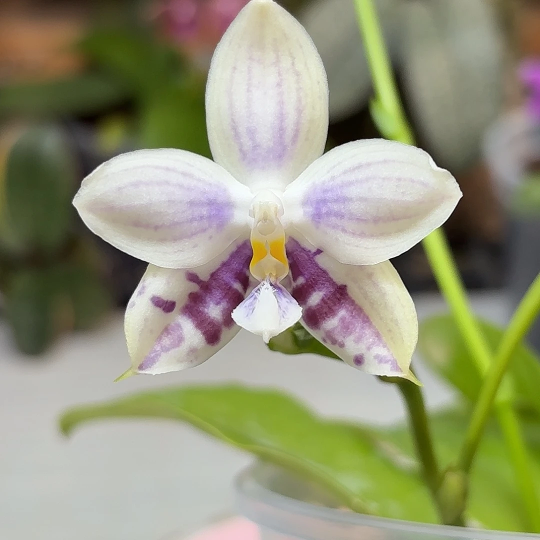 大部分花苞少量开放