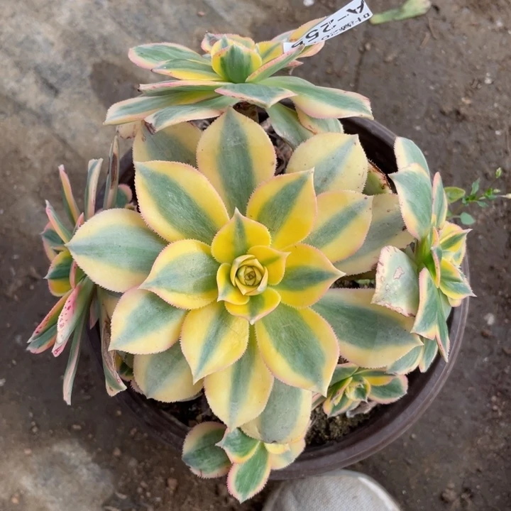 255灿烂发货有黑斑多肉11344578