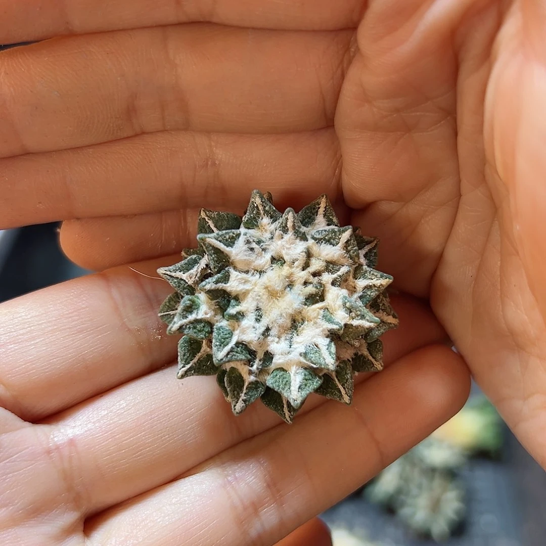 自根黑牡丹3公分