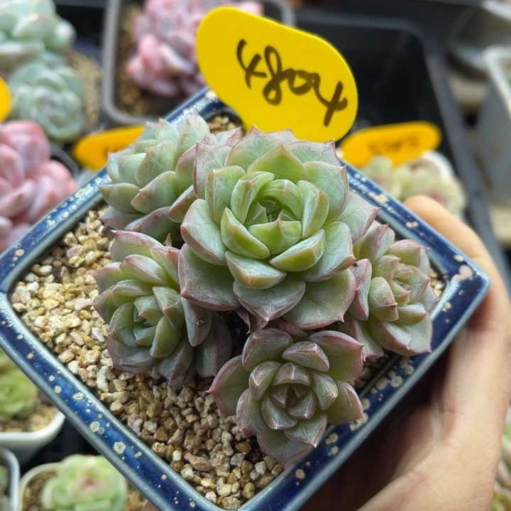 油透暗纹珍妮老桩4804