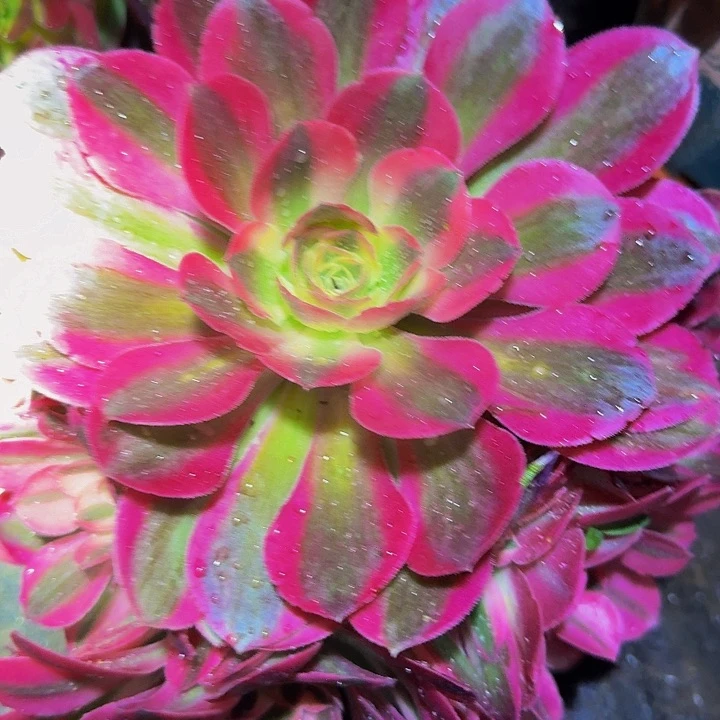 精品小香妃亏本福利