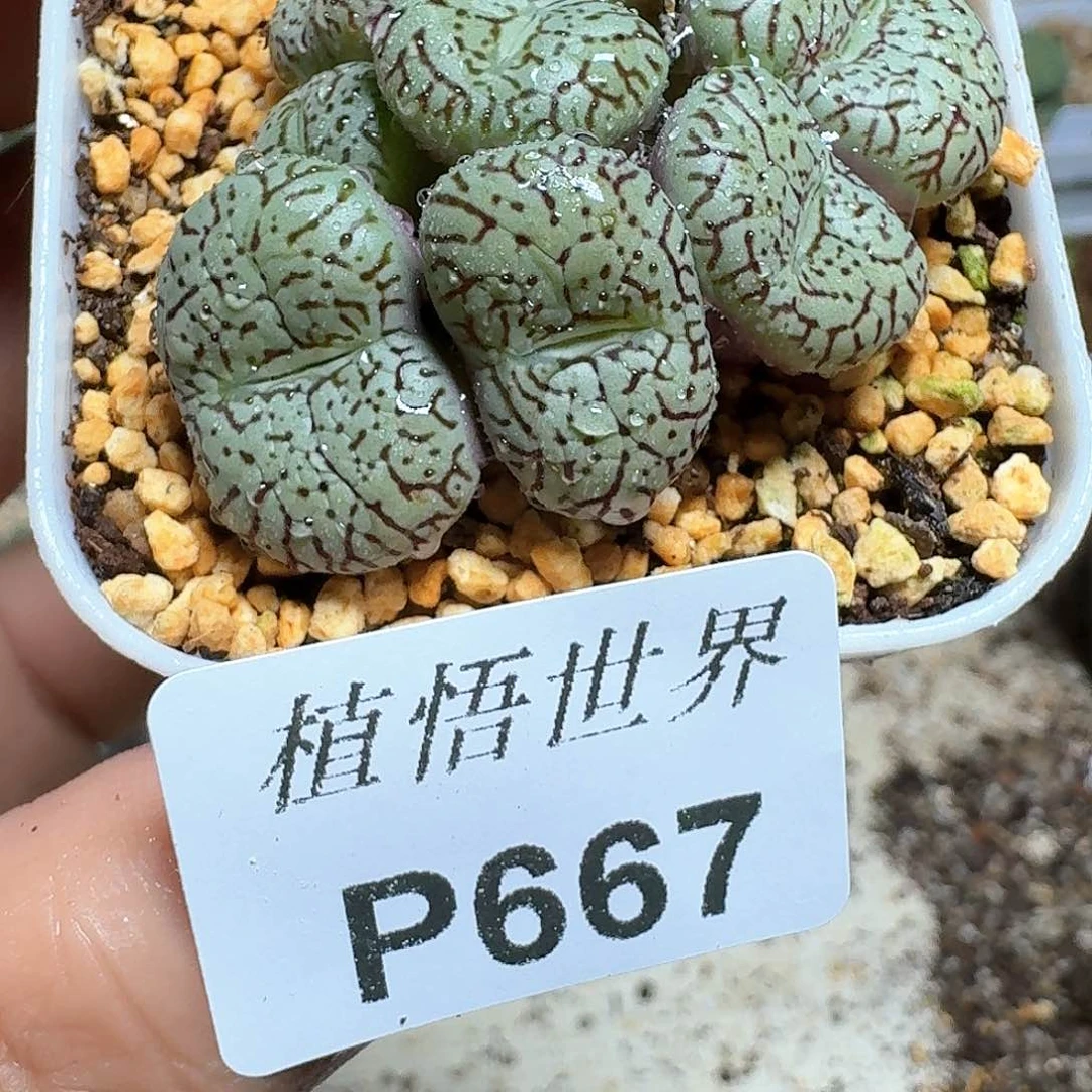 667盒多肉植物哇额g