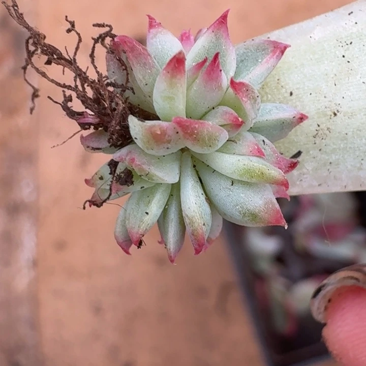 缀化一物一拍好看