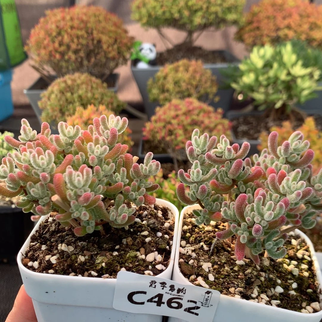 462实生冰晶两颗