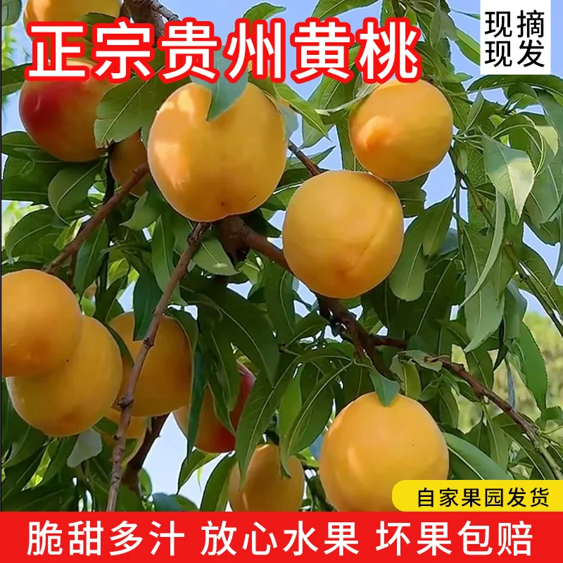 正宗贵州黄桃应季水果桃子新鲜现摘现发产地直发脆甜多汁时令水果