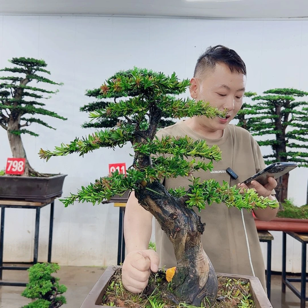 用***6无花朵盆景是在植物