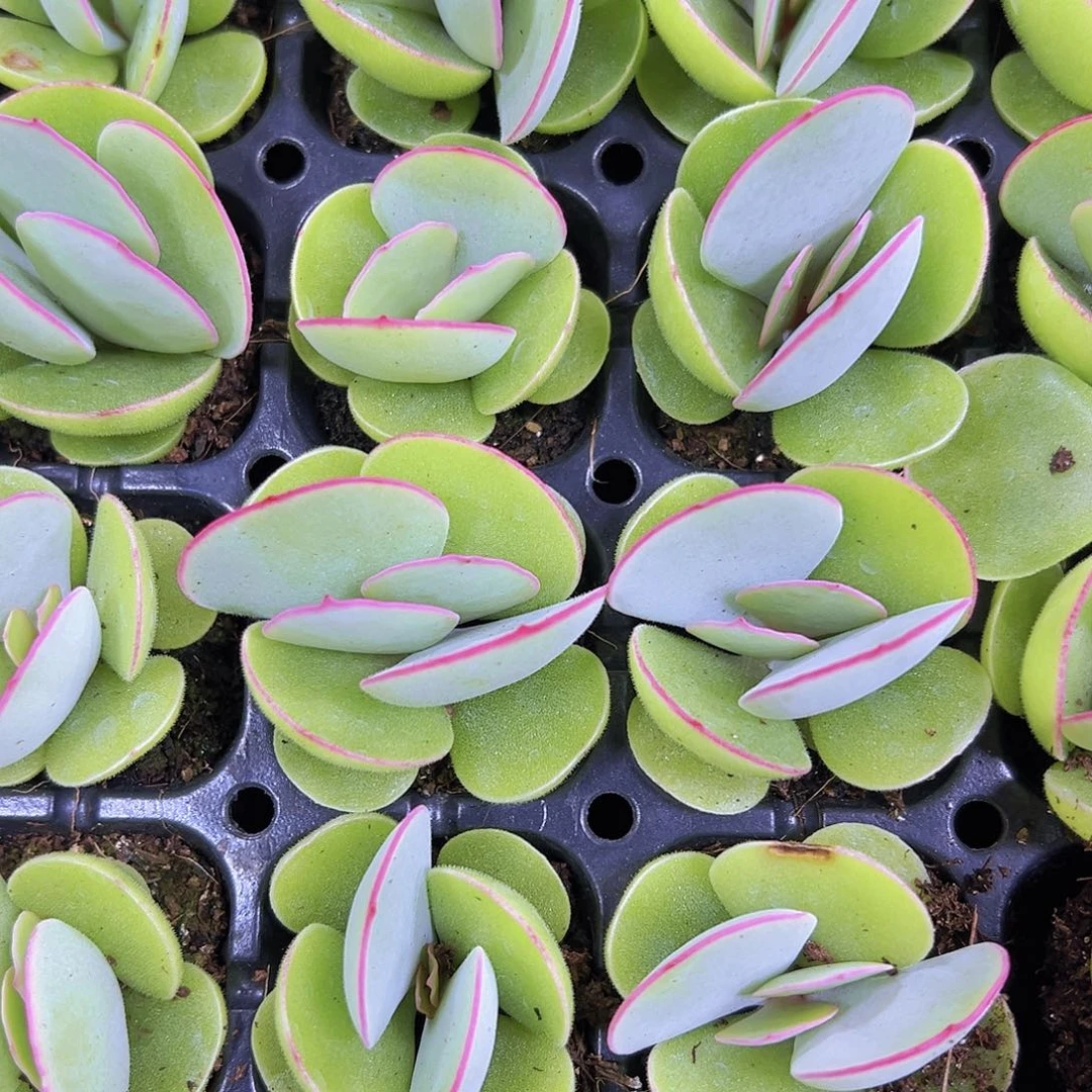 穴盘白眉5颗19包邮多肉