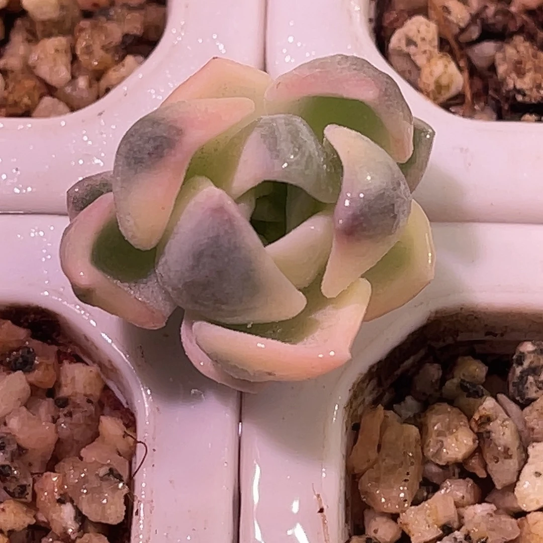 尚品园艺福利锦侧牙