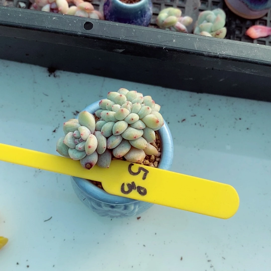 凯*5号的肉肉肉肉肉肉