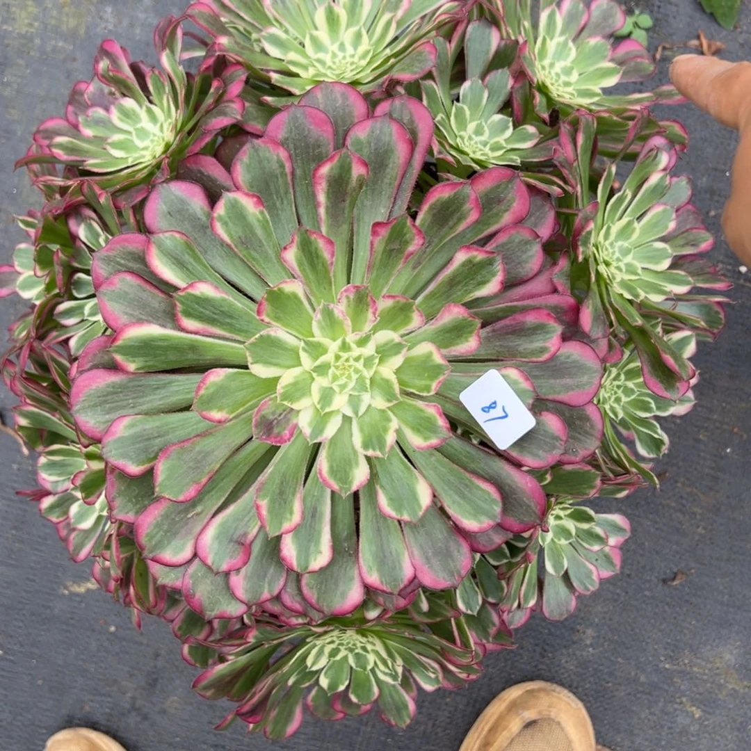 87天合炖肉植物洗衣