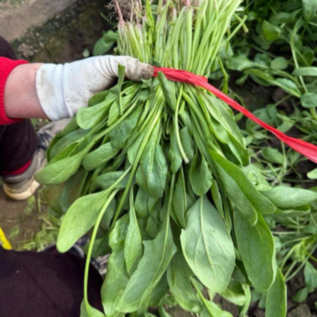 《罐哥家庭农场》管青菠菜拍2斤发4斤