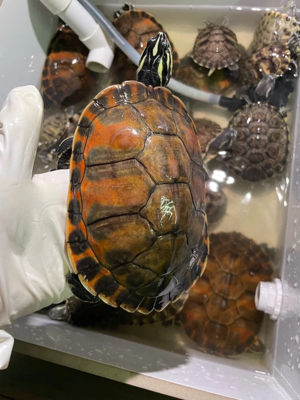 2023血红幽灵基因大马路，八字胡，白肉色母