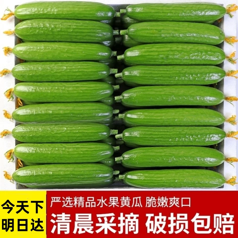 【新疆仓直发】水黄瓜发发地产黄瓜无刺小黄瓜2斤送2斤 今日下单明日到家新鲜水果黄瓜