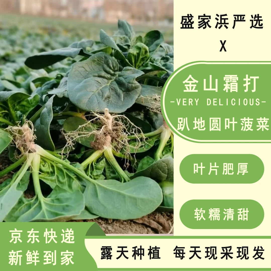 [盛家浜严选]上海金山本地露天霜打趴地圆叶菠菜