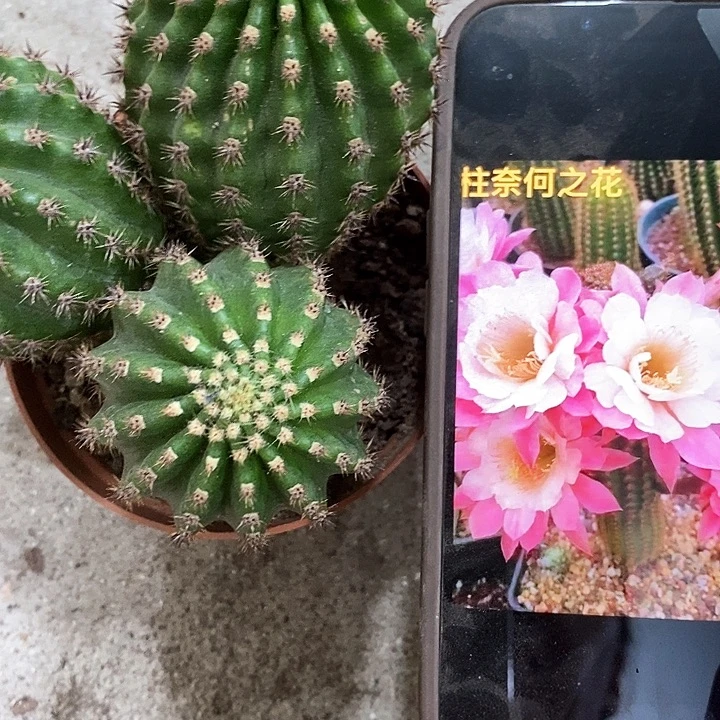 多头奈何毛花，258899900