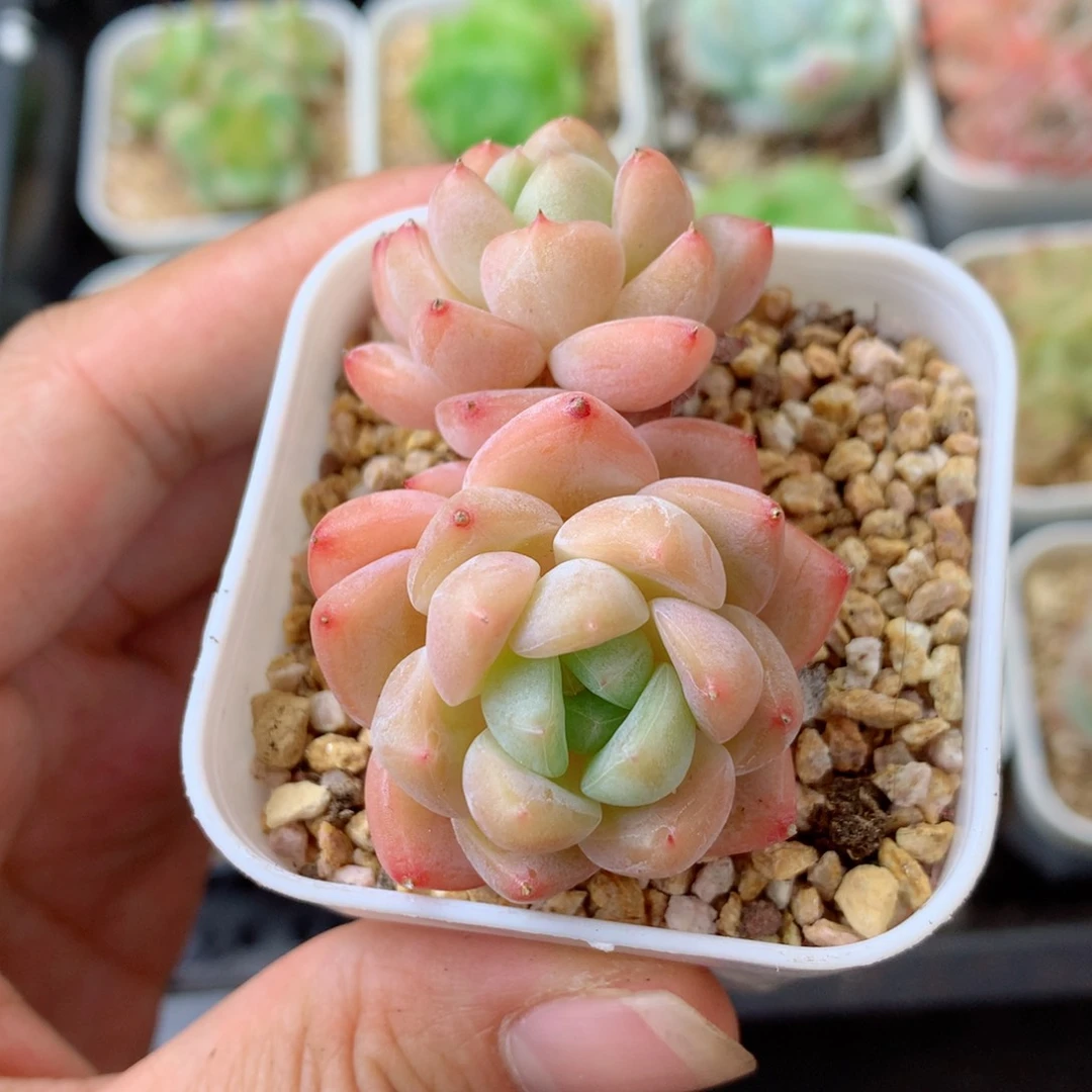 58包邮  群生不包整 113