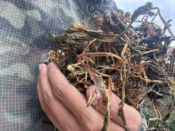 彝家酸菜，开味解腻，产地直发老百姓家里的酸菜。