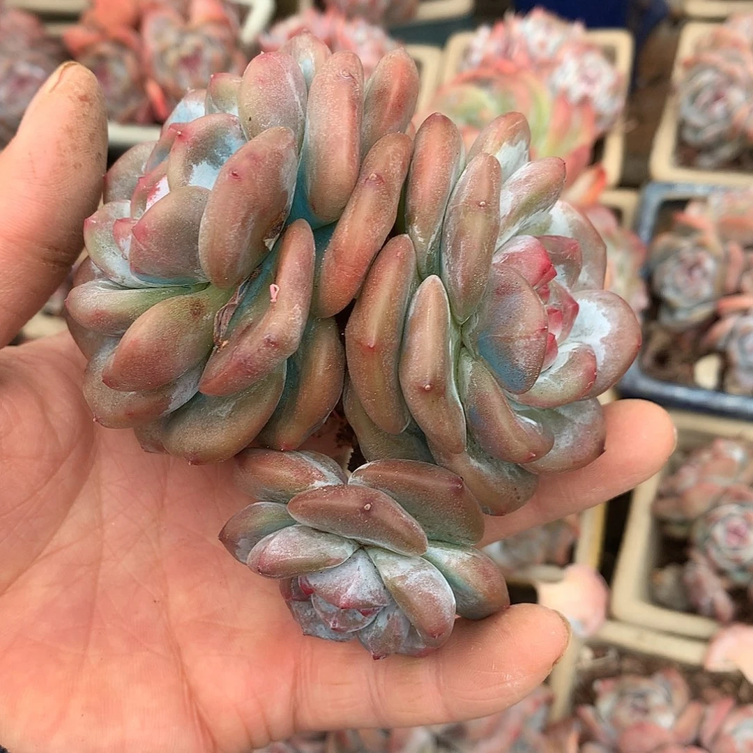 偏远地区满100包邮