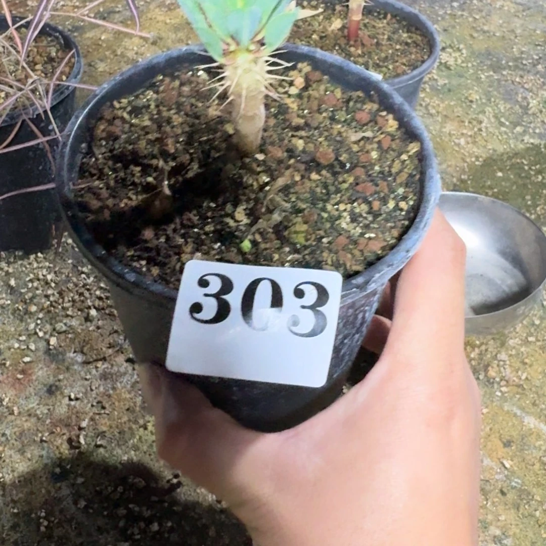 鬼切阁多肉植物一物一拍