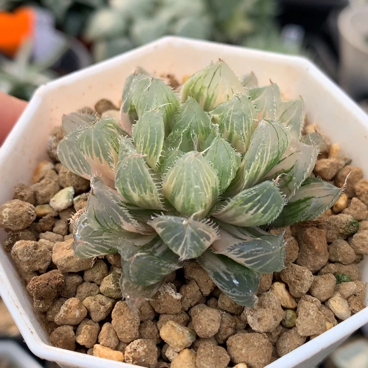 冰魄玉露锦，带盆一起