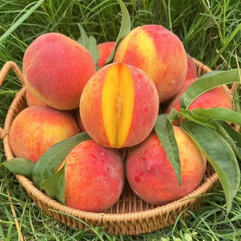 【彩虹黄桃】湖北露天种植新鲜采摘脆甜多汁应季水果