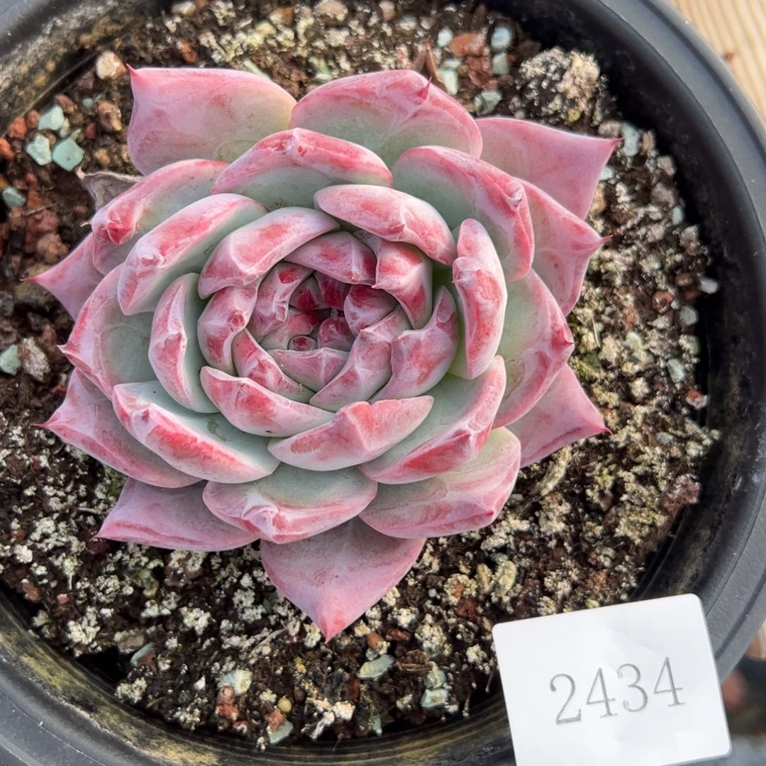 ༺***༻2434肉肉肉肉肉肉肉