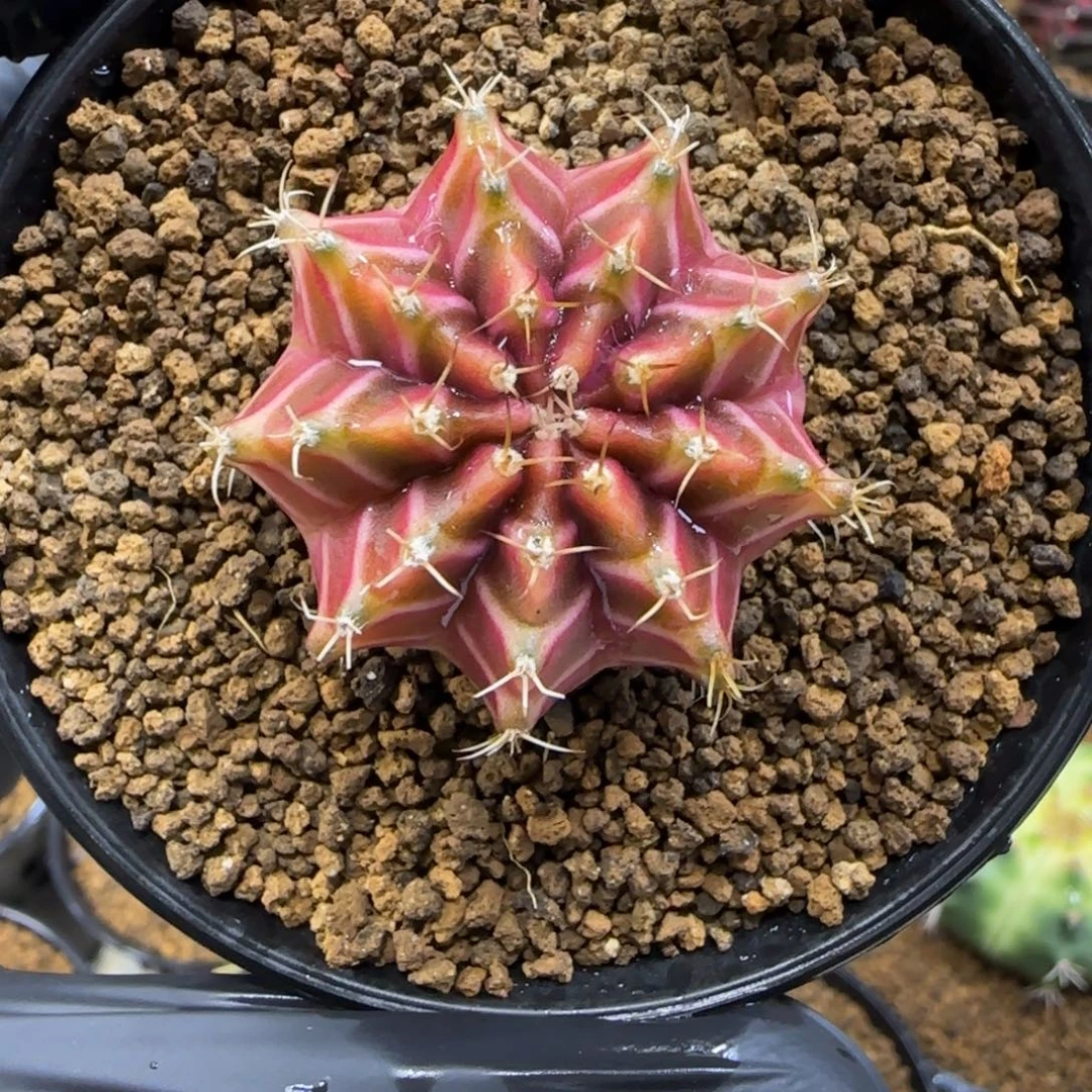 46号泰系实生带乌贼基因的轮回