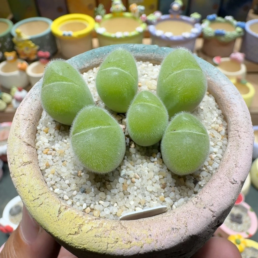 蘑菇1270长毛毛翠滴多肉植物