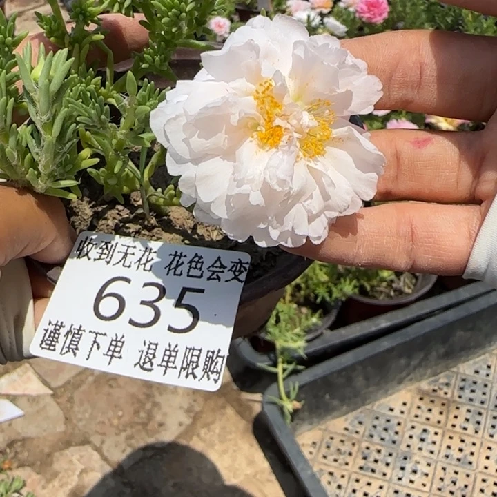 无花朵635超小苗盆口10cm