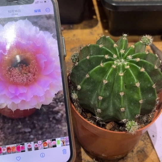 露露粉棠7公分左右