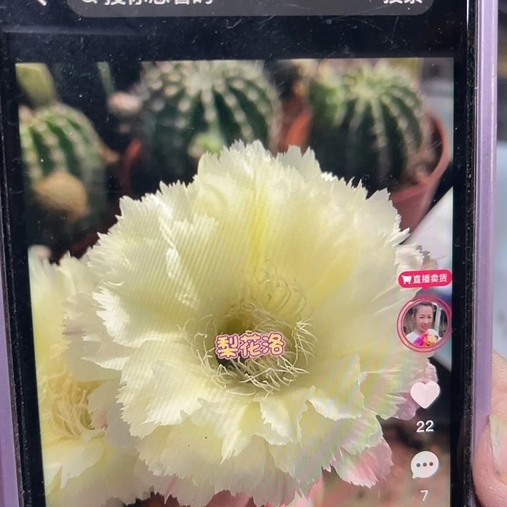梨花落嫁接用侧芽买一送一